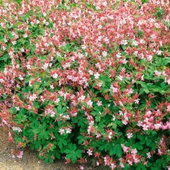 Trockenresistente Stauden Set, 18 Pflanzen Für 3 M², Bunt 27 Trockenresistente Stauden Set, 18 Pflanzen Für 3 M², Bunt -Compo Verkäufe 0319100482 Geranium macror Spessart 3er Set 1 107570