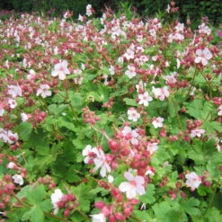 Trockenresistente Stauden Set, 18 Pflanzen Für 3 M², Bunt 28 Trockenresistente Stauden Set, 18 Pflanzen Für 3 M², Bunt -Compo Verkäufe 0319100482 Geranium macror Spessart 3er Set 3 107569