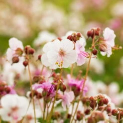 Trockenresistente Stauden Set, 18 Pflanzen Für 3 M², Bunt 30 Trockenresistente Stauden Set, 18 Pflanzen Für 3 M², Bunt -Compo Verkäufe 0319100482 Geranium macror Spessart 3er Set 4 107567