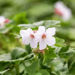 Trockenresistente Stauden Set, 18 Pflanzen Für 3 M², Bunt 29 Trockenresistente Stauden Set, 18 Pflanzen Für 3 M², Bunt -Compo Verkäufe 0319100482 Geranium macror Spessart 3er Set 5 107568