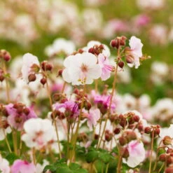 Trockenresistente Stauden Set, 18 Pflanzen Für 3 M², Bunt 31 Trockenresistente Stauden Set, 18 Pflanzen Für 3 M², Bunt -Compo Verkäufe 0319100482 Geranium macror Spessart 3er Set 6 107566