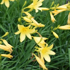 Taglilie Hellgelb, Topf-Ø 11 Cm, 3er-Set