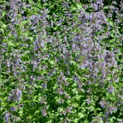 Bio Katzenminze 'Blue Danube' Blau, Topf-Ø 9 Cm, 3er-Set