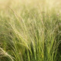 Pflanzenset 'Spätsommer-Gold' Gelb-orange, Topf-Ø 12 Cm, 4er-Set 29 Pflanzenset 'Spätsommer-Gold' Gelb-orange, Topf-Ø 12 Cm, 4er-Set -Compo Verkäufe 0319100517 Stipa tenuissima Ponytails 3er Set 2 107950