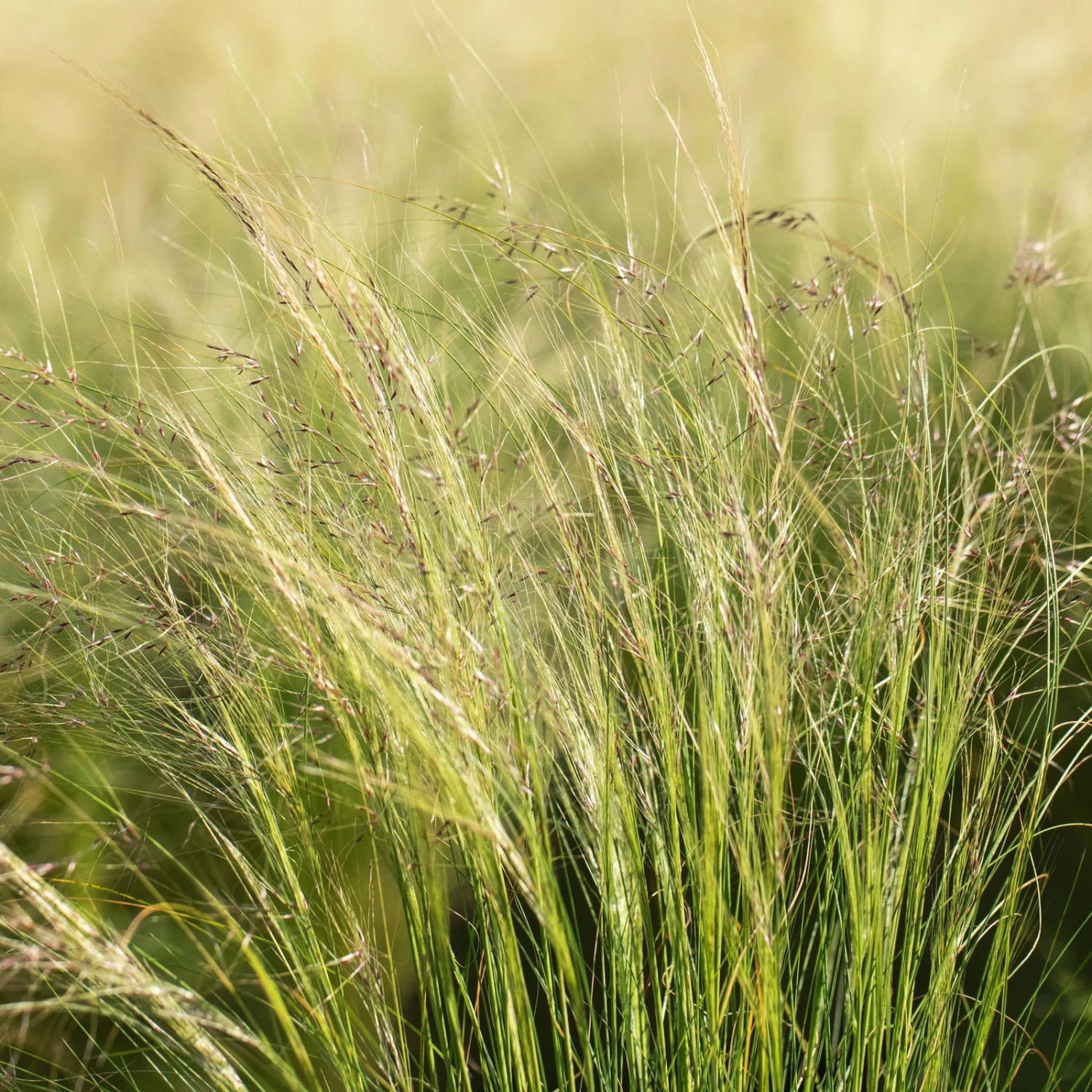 Pflanzenset 'Spätsommer-Gold' Gelb-orange, Topf-Ø 12 Cm, 4er-Set 11 Pflanzenset 'Spätsommer-Gold' Gelb-orange, Topf-Ø 12 Cm, 4er-Set – Bild 11