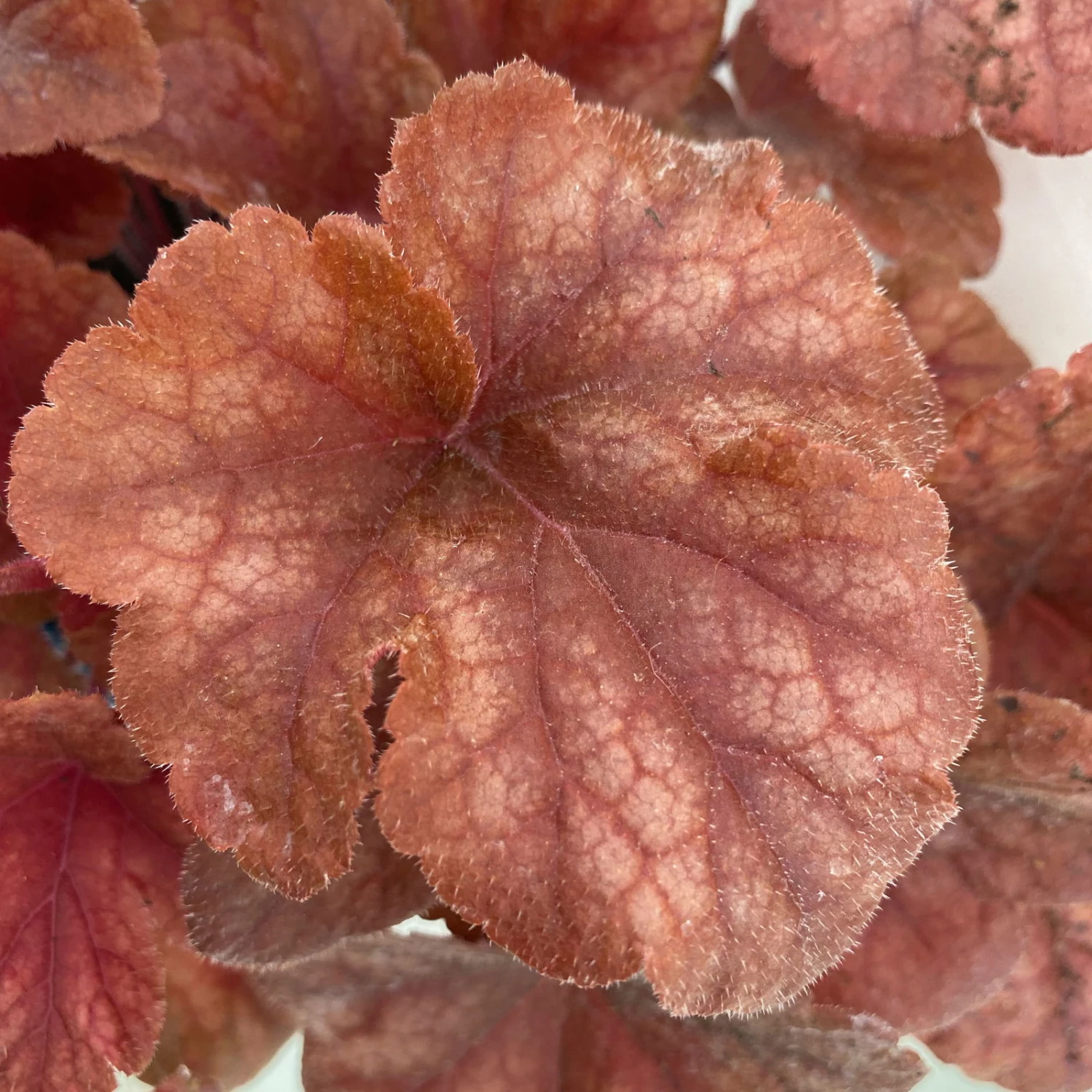 Heucherella 'Buttered Rum®', Karamellfarben, Topf-Ø 12 Cm, 3er-Set 3 Heucherella 'Buttered Rum®', Karamellfarben, Topf-Ø 12 Cm, 3er-Set – Bild 3