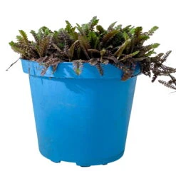 Fiederpolster 'Inkognito' Schwarzgrün, Topf-Ø 12 Cm, 3er-Set -Compo Verkäufe 0319100532 Leptinella Inkognito 3erSet T12 schwarzgruen 1 116555