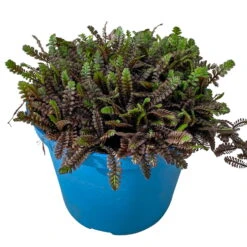 Fiederpolster 'Inkognito' Schwarzgrün, Topf-Ø 12 Cm, 3er-Set -Compo Verkäufe 0319100532 Leptinella Inkognito 3erSet T12 schwarzgruen 2 116556
