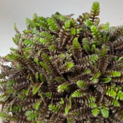 Fiederpolster 'Inkognito' Schwarzgrün, Topf-Ø 12 Cm, 3er-Set -Compo Verkäufe 0319100532 Leptinella Inkognito 3erSet T12 schwarzgruen 6 116011