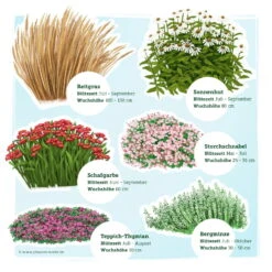 Trockenresistente Stauden Set, 18 Pflanzen Für 3 M², Bunt 22 Trockenresistente Stauden Set, 18 Pflanzen Für 3 M², Bunt -Compo Verkäufe 0319100548 Trockenresistente Stauden Mix 1 Set 18 Pflanzen fuer 3m 2 123682