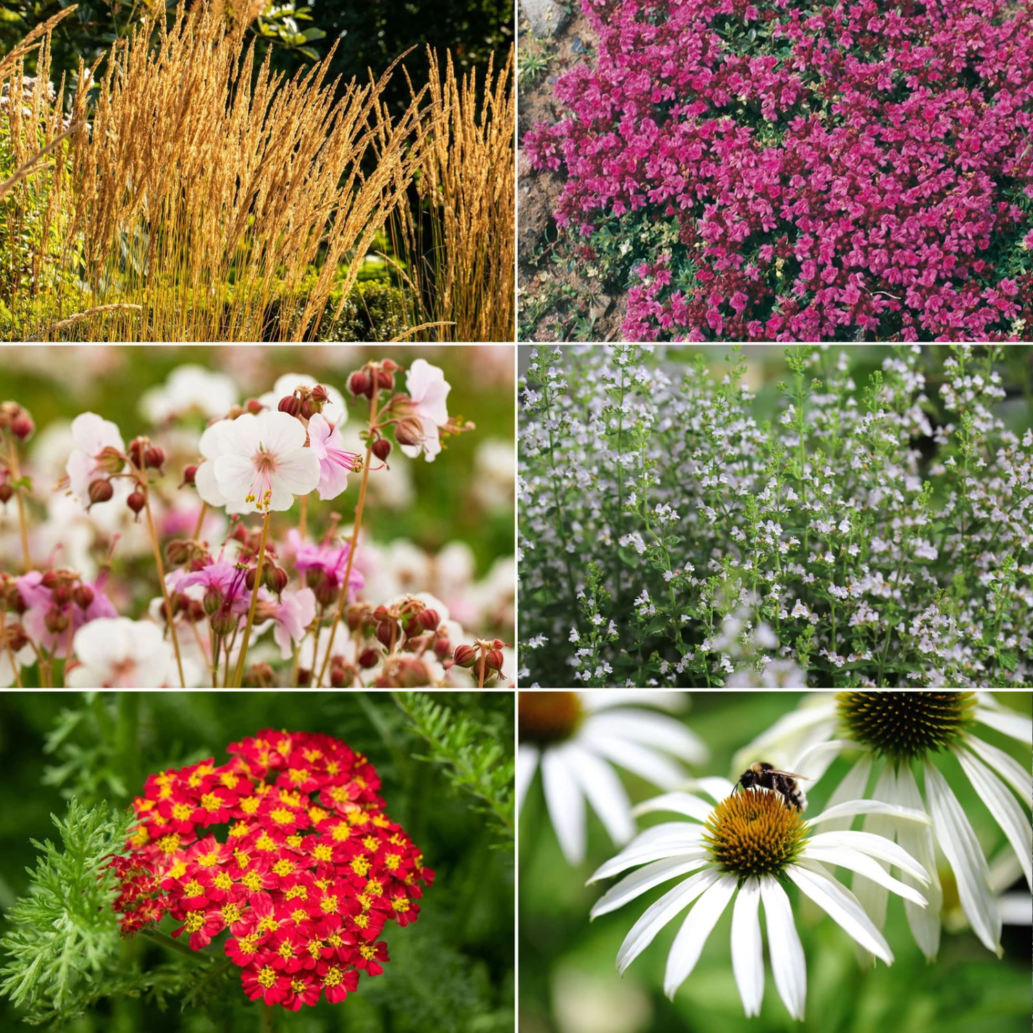 Trockenresistente Stauden Set, 18 Pflanzen Für 3 M², Bunt 2 Trockenresistente Stauden Set, 18 Pflanzen Für 3 M², Bunt – Bild 2