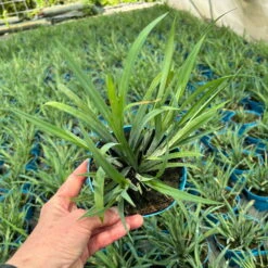 Blaugraue Segge 'Blue Zinger', Topf-Ø 12 Cm, 3er-Set -Compo Verkäufe 0319100550 Carex flacca Blue Zinger 3erSet T12 blaugruen 1 125406