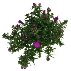 Aster Novi-belgii, Rosa Gefüllt, Topf-Ø 12 Cm, 3er-Set -Compo Verkäufe 0319200002 Aster novi belgii T12 rosa gefuellt 3er Set WS 4 95811