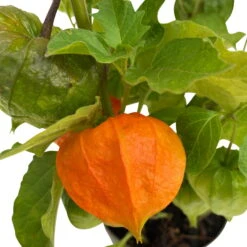 Lampionblume, 3er-Set, Orange, Topf 13 Cm Ø -Compo Verkäufe 0319200012 Physalis alkekengi 3er Set T13 WS 3 95997