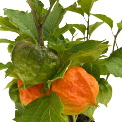 Lampionblume, 3er-Set, Orange, Topf 13 Cm Ø -Compo Verkäufe 0319200012 Physalis alkekengi 3er Set T13 WS 4 95996