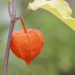 Lampionblume, 3er-Set, Orange, Topf 13 Cm Ø -Compo Verkäufe 0319200012 Physalis alkekengi 97050