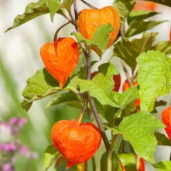 Lampionblume, 3er-Set, Orange, Topf 13 Cm Ø -Compo Verkäufe 0319200012 Physalis alkekengi1 97048