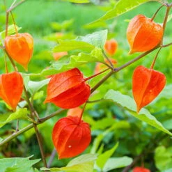 Lampionblume, 3er-Set, Orange, Topf 13 Cm Ø -Compo Verkäufe 0319200012 Physalis alkekengi2 97049