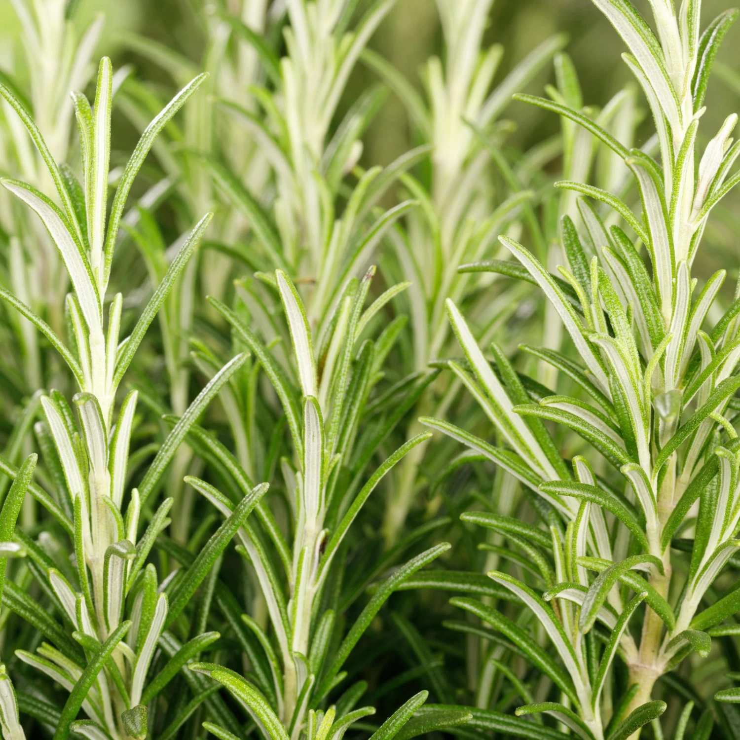 Rosmarin, Ballen-Ø Ca. 7 Cm, 2x 6er-Tray=12 Pflanzen 2 Rosmarin, Ballen-Ø Ca. 7 Cm, 2x 6er-Tray=12 Pflanzen – Bild 2