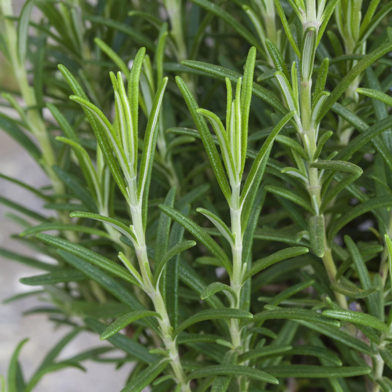 Rosmarin, Ballen-Ø Ca. 7 Cm, 2x 6er-Tray=12 Pflanzen 3 Rosmarin, Ballen-Ø Ca. 7 Cm, 2x 6er-Tray=12 Pflanzen – Bild 3