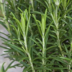 Rosmarin, Ballen-Ø Ca. 7 Cm, 3x 6er-Tray=18 Pflanzen -Compo Verkäufe 0319200055 Rosmarinus officinalis Koelle 6er Pack WS 2 103375