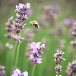 Lavendel 'Munstead', Blauviolett, Topf-Ø 19 Cm, 2er-Set -Compo Verkäufe 0319200072 Lavandula angustifolia Munstead 2er Set Bluete 2 111617