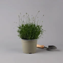 Lavendel 'Munstead', Blauviolett, Topf-Ø 19 Cm, 2er-Set -Compo Verkäufe 0319200072 Lavandula angustifolia Munstead 2er Set T19 Woud 125875