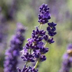 Lavendel, Ballen-Ø Ca. 7 Cm, 3x 6er-Tray -Compo Verkäufe 0319200073 0319200133 0319200090 0319200074 0320500566 Lavandula angustifolia 1 125846