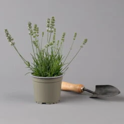 Lavendel Weiß, Topf-Ø 13 Cm, 3er-Set 11 Lavendel Weiß, Topf-Ø 13 Cm, 3er-Set -Compo Verkäufe 0319200155 0319200156 lavandula angustifolia weiss 1 124065