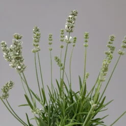 Lavendel Weiß, Topf-Ø 13 Cm, 3er-Set 12 Lavendel Weiß, Topf-Ø 13 Cm, 3er-Set -Compo Verkäufe 0319200155 0319200156 lavandula angustifolia weiss 9 124066