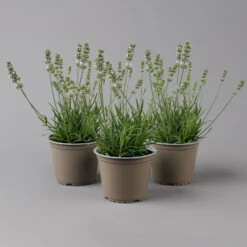 Lavendel Weiß, Topf-Ø 13 Cm, 3er-Set