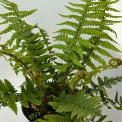 Goldschuppenfarn, Topf-Ø 17 Cm, 2er-Set 12 Goldschuppenfarn, Topf-Ø 17 Cm, 2er-Set -Compo Verkäufe 0319200159 dryopteris affinis 10 125046