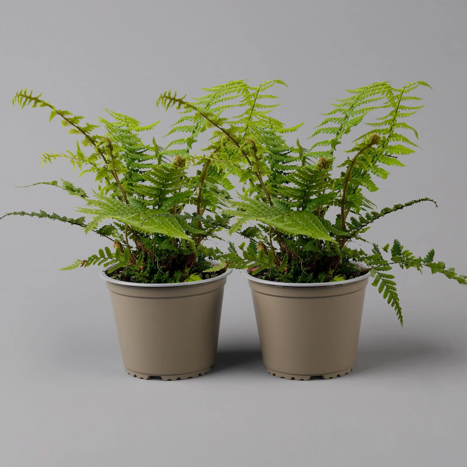 Goldschuppenfarn, Topf-Ø 17 Cm, 2er-Set 1 Goldschuppenfarn, Topf-Ø 17 Cm, 2er-Set