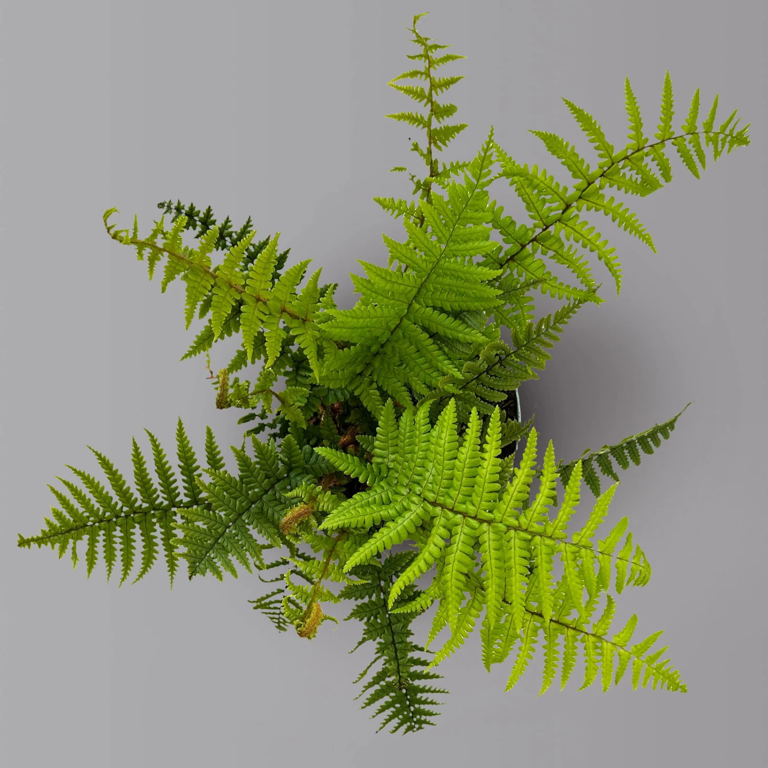 Goldschuppenfarn, Topf-Ø 17 Cm, 2er-Set 2 Goldschuppenfarn, Topf-Ø 17 Cm, 2er-Set – Bild 2