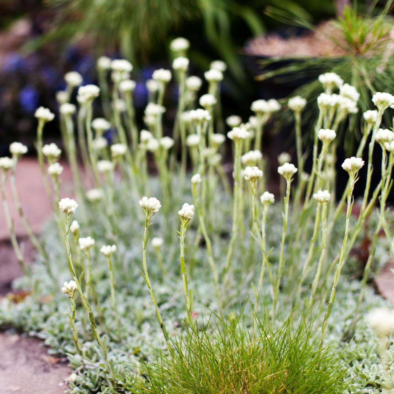 Katzenpfötchen, Weiß, Topf-Ø 13 Cm, 6er-Set 1 Katzenpfötchen, Weiß, Topf-Ø 13 Cm, 6er-Set