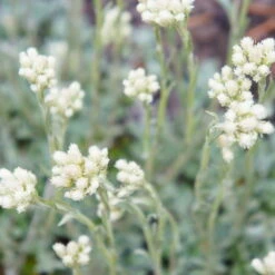 Katzenpfötchen, Weiß, Topf-Ø 13 Cm, 6er-Set 7 Katzenpfötchen, Weiß, Topf-Ø 13 Cm, 6er-Set -Compo Verkäufe 0319200173 Antennaria dioica T13 weiss 6er Set 3 126575