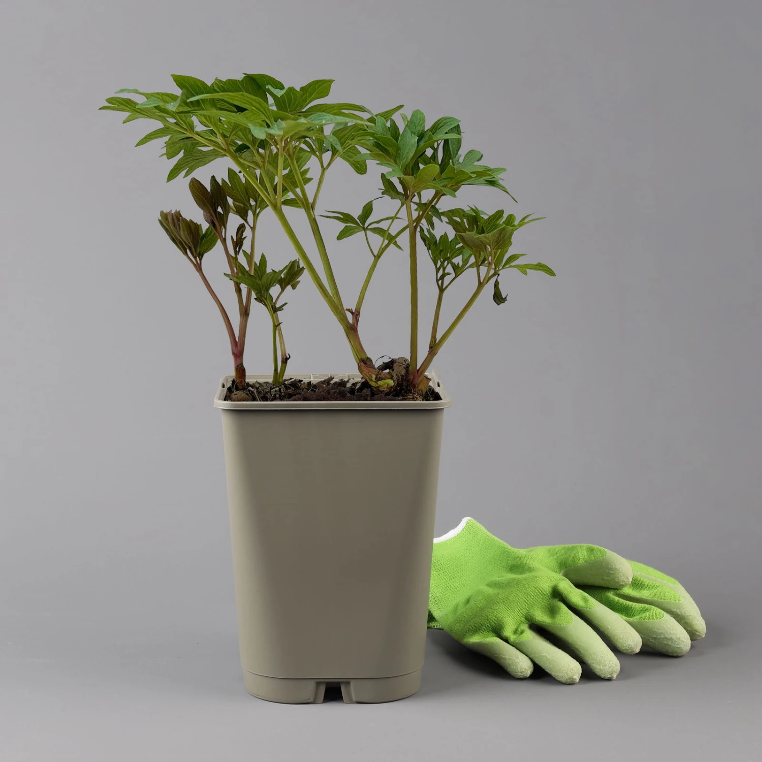 Kölle's Beste Duft-Pfingstrose 'Rubra Plena', 3 Liter Topf 2 Kölle's Beste Duft-Pfingstrose 'Rubra Plena', 3 Liter Topf – Bild 2