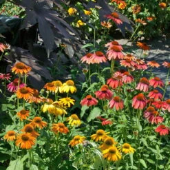 Kölle's Beste Sonnenhut 'Cheyenne Spirit', 3 Liter Topf