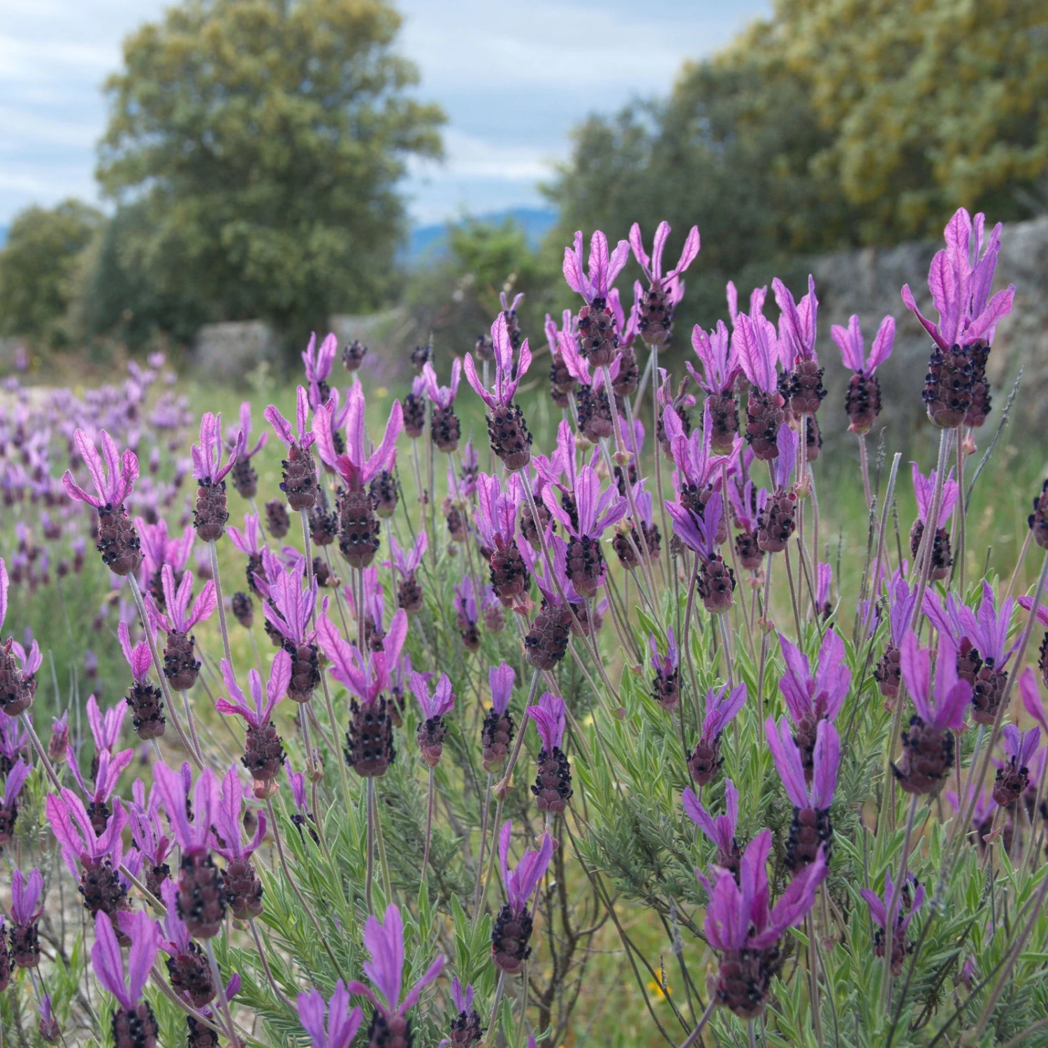 Schopflavendel 'Anouk', 6er-Set, Topf 10,5 Cm Ø 4 Schopflavendel 'Anouk', 6er-Set, Topf 10,5 Cm Ø – Bild 4