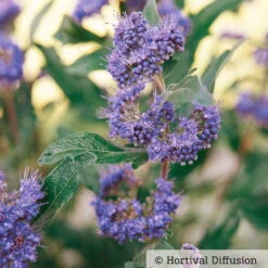 Pflanzen Kölle Shop -Compo Verkäufe 0410110266 Caryopteris Grand Blue 1 87691