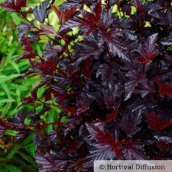 Schwarzrote Blasenspiere 'All Black'®, Im 5 Liter Topf -Compo Verkäufe 0410111653 Physocarpus op All Black 3 93044
