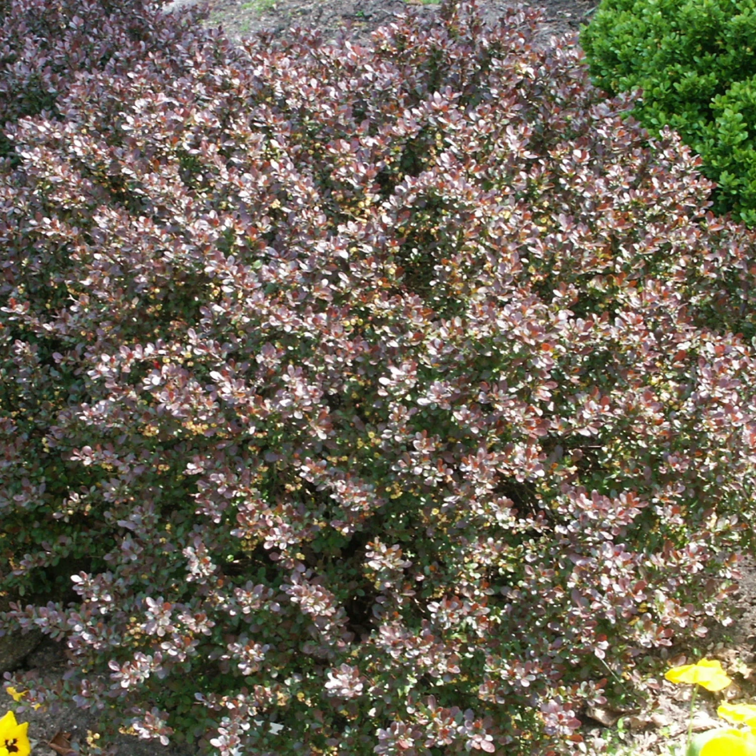 Rote-Zwerg-Berberitze 'Atropurpurea Nana', 10er-Set, Höhe 15-20 Cm, Topf 2 L 1 Rote-Zwerg-Berberitze 'Atropurpurea Nana', 10er-Set, Höhe 15-20 Cm, Topf 2 L