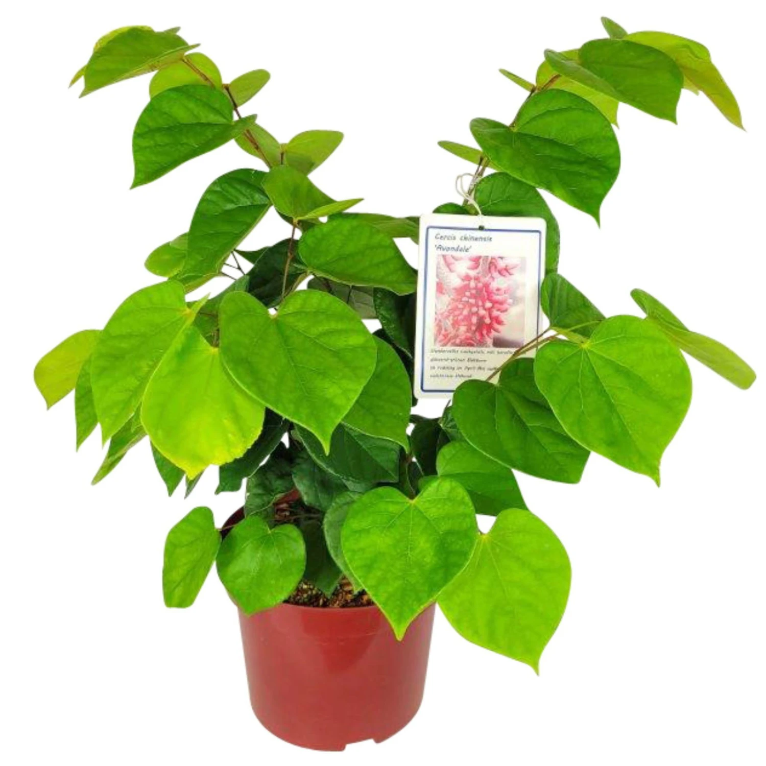 Chinesischer Judasbaum 'Avondale', 2er-Set, Höhe 40-60 Cm, Topf 5 Liter 2 Chinesischer Judasbaum 'Avondale', 2er-Set, Höhe 40-60 Cm, Topf 5 Liter – Bild 2