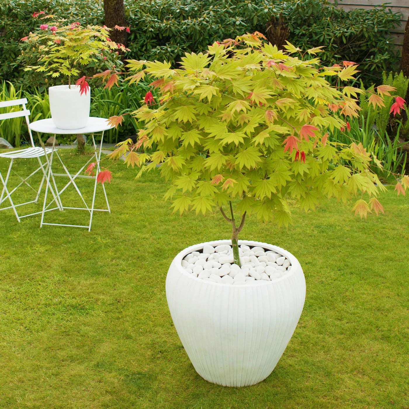 Japanischer Ahorn 'Moonrise'®PBR, Höhe 40 - 60 Cm, Topf-Ø 19 Cm 2 Japanischer Ahorn 'Moonrise'®PBR, Höhe 40 - 60 Cm, Topf-Ø 19 Cm – Bild 2