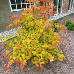 Japanischer Ahorn 'Moonrise'®PBR, Höhe 40 - 60 Cm, Topf-Ø 19 Cm 7 Japanischer Ahorn 'Moonrise'®PBR, Höhe 40 - 60 Cm, Topf-Ø 19 Cm -Compo Verkäufe 0410301088 Acer shir Moonrise 60cm 19er Topf 3 83831