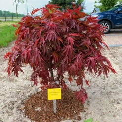 Japanischer Zwergahorn 'Peve Dave', Rotlaubig, Höhe 40 - 60 Cm, Topf-Ø 19 Cm -Compo Verkäufe 0410301090 Acer palm Peve Dave ca60cm 19er Topf Son Koot 1 83556