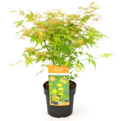 Japanischer Fächerahorn 'Katsura', Höhe 40 - 60 Cm, Topf-Ø 19 Cm 7 Japanischer Fächerahorn 'Katsura', Höhe 40 - 60 Cm, Topf-Ø 19 Cm -Compo Verkäufe 0410301164 Acer palm Katsura 1 84639