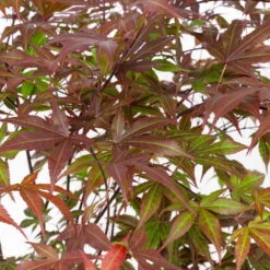 Japanischer Fächerahorn 'Atropurpureum', Höhe 80 - 100 Cm, Topf 10 Liter -Compo Verkäufe 0410301211 acer atropurpureum 2 124807