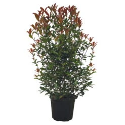 Kompakte Glanzmispel, 16er-Set, Höhe 100-120 Cm, Topf 18 Liter