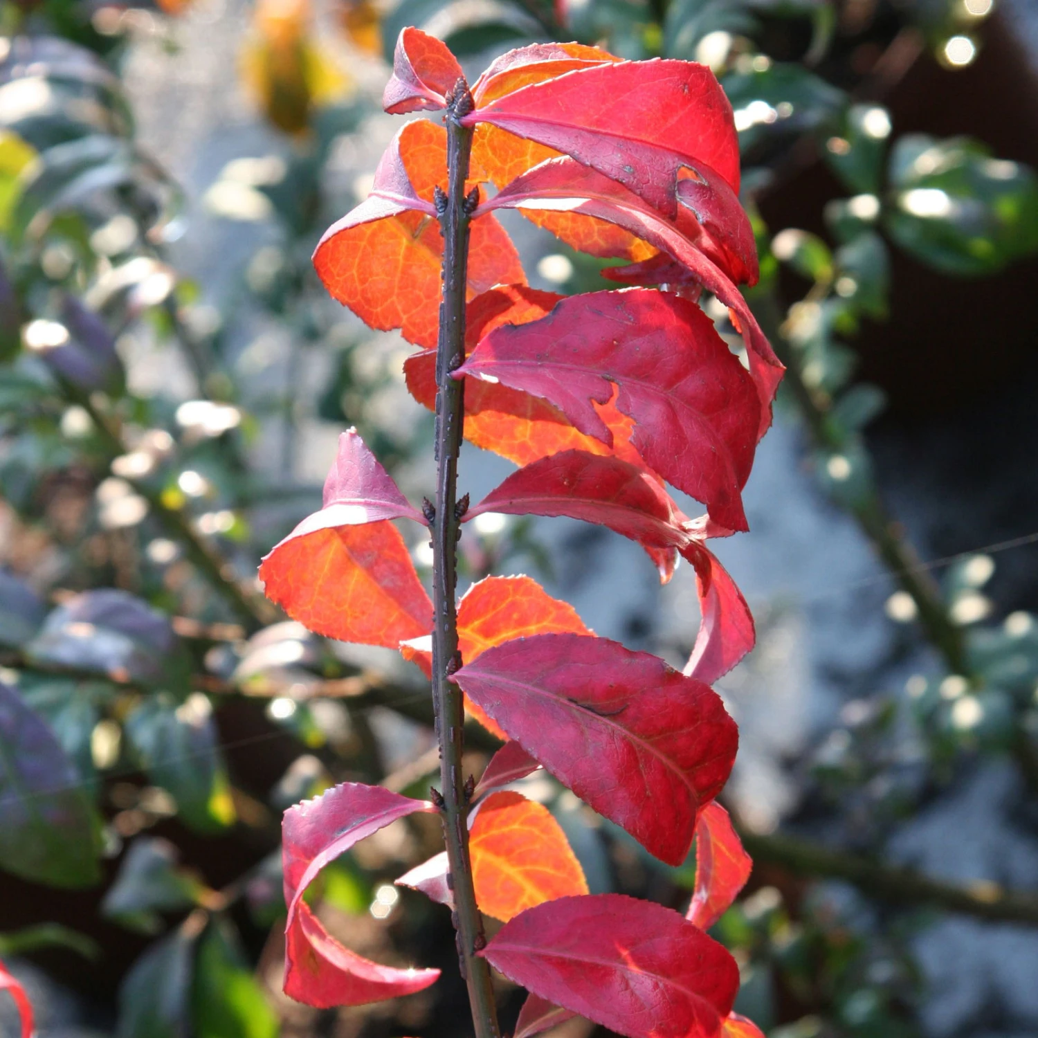 Kompaktes Pfaffenhütchen 'Compactus', 4er-Set, Topf 4 Liter 4 Kompaktes Pfaffenhütchen 'Compactus', 4er-Set, Topf 4 Liter – Bild 4